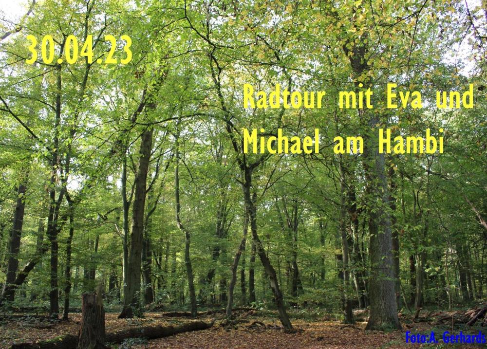 Auf dem Bild ist ein Wald mit vielen grünen Bäumen zu sehen.